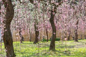 名古屋市農業センターdelaふぁーむ、梅の花、2月の春の花、名古屋市昭和区の観光・撮影スポットの名所