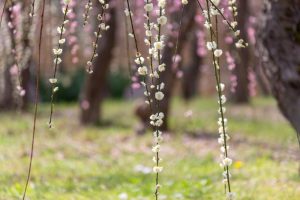 名古屋市農業センターdelaふぁーむ、梅の花、2月の春の花、名古屋市昭和区の観光・撮影スポットの名所