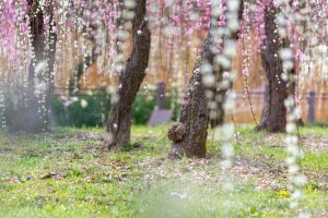名古屋市農業センターdelaふぁーむ、梅の花、2月の春の花、名古屋市昭和区の観光・撮影スポットの名所