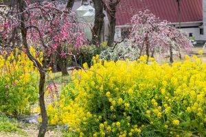 名古屋市農業センターdelaふぁーむ、梅の花、2月の春の花、名古屋市昭和区の観光・撮影スポットの名所