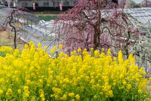 名古屋市農業センターdelaふぁーむ、梅の花、2月の春の花、名古屋市昭和区の観光・撮影スポットの名所