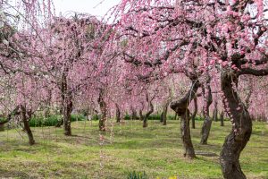 名古屋市農業センターdelaふぁーむ、梅の花、2月の春の花、名古屋市昭和区の観光・撮影スポットの名所