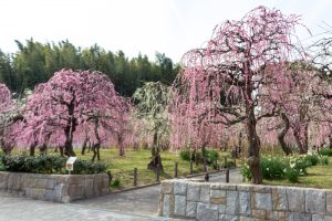名古屋市農業センターdelaふぁーむ、梅の花、2月の春の花、名古屋市昭和区の観光・撮影スポットの名所