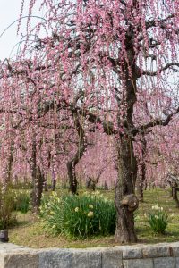 名古屋市農業センターdelaふぁーむ、梅の花、2月の春の花、名古屋市昭和区の観光・撮影スポットの名所