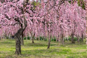 名古屋市農業センターdelaふぁーむ、梅の花、2月の春の花、名古屋市昭和区の観光・撮影スポットの名所