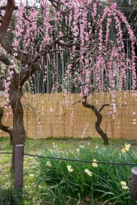 名古屋市農業センターdelaふぁーむ、梅の花、2月の春の花、名古屋市昭和区の観光・撮影スポットの名所