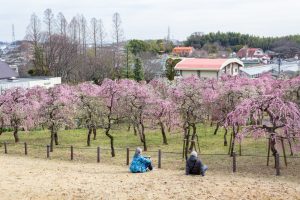 名古屋市農業センターdelaふぁーむ、梅の花、2月の春の花、名古屋市昭和区の観光・撮影スポットの名所
