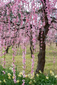 名古屋市農業センターdelaふぁーむ、梅の花、2月の春の花、名古屋市昭和区の観光・撮影スポットの名所