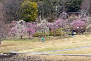 於大公園,、梅園、2月の春の花、愛知県知多郡の観光・撮影スポットの名所