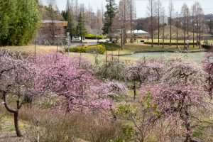 於大公園,、梅園、2月の春の花、愛知県知多郡の観光・撮影スポットの名所