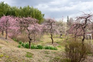 於大公園,、梅園、2月の春の花、愛知県知多郡の観光・撮影スポットの名所