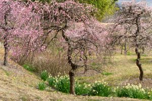 於大公園,、梅園、2月の春の花、愛知県知多郡の観光・撮影スポットの名所