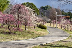 於大公園,、梅園、2月の春の花、愛知県知多郡の観光・撮影スポットの名所