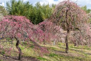 於大公園,、梅園、2月の春の花、愛知県知多郡の観光・撮影スポットの名所