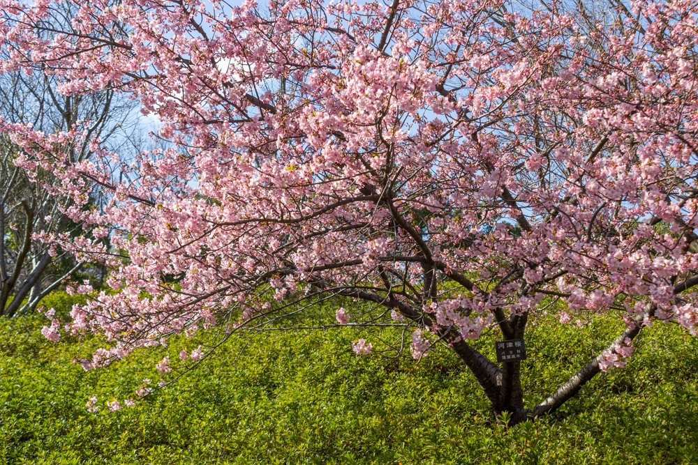 於大公園,、河津桜、2月の春の花、愛知県知多郡の観光・撮影スポットの名所