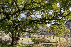 於大公園、2月の春の花、愛知県知多郡の観光・撮影スポットの名所
