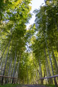 於大公園、竹林、2月の春の花、愛知県知多郡の観光・撮影スポットの名所