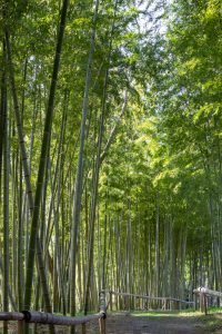 於大公園、竹林、2月の春の花、愛知県知多郡の観光・撮影スポットの名所