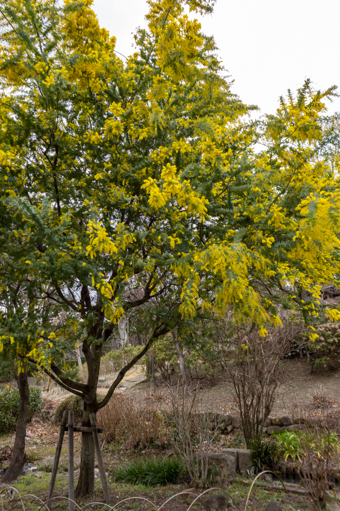 於大公園,、ミモザ、2月の春の花、愛知県知多郡の観光・撮影スポットの名所