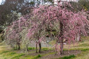 於大公園,、梅園、2月の春の花、愛知県知多郡の観光・撮影スポットの名所