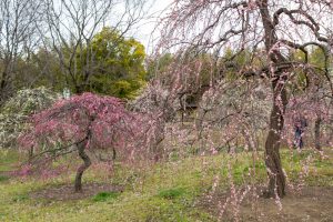 於大公園,、梅園、2月の春の花、愛知県知多郡の観光・撮影スポットの名所