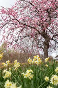 於大公園,、梅園、2月の春の花、愛知県知多郡の観光・撮影スポットの名所