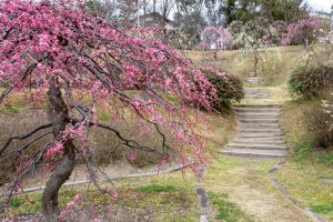 於大公園,、梅園、2月の春の花、愛知県知多郡の観光・撮影スポットの名所