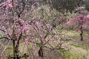 於大公園,、梅園、2月の春の花、愛知県知多郡の観光・撮影スポットの名所