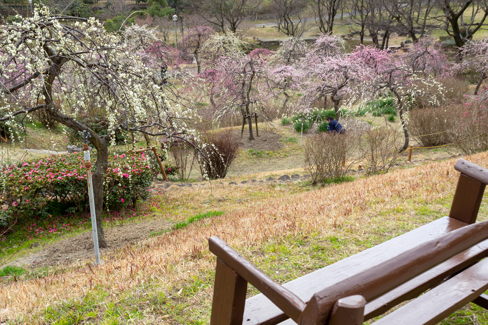 於大公園,、梅園、2月の春の花、愛知県知多郡の観光・撮影スポットの名所