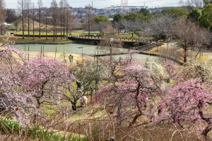 於大公園,、梅園、2月の春の花、愛知県知多郡の観光・撮影スポットの名所