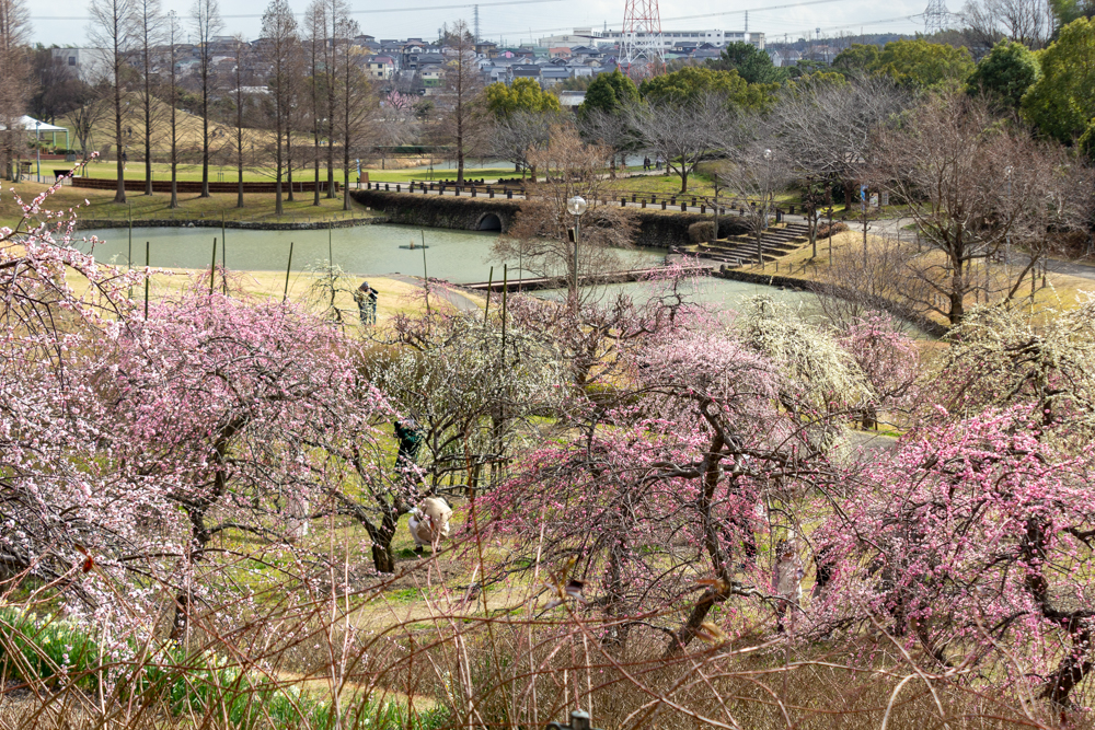 於大公園,、梅園、2月の春の花、愛知県知多郡の観光・撮影スポットの名所