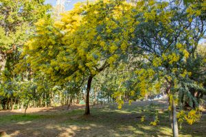 大府みどり公園、ミモザ、3月春の花、愛知県大府市の観光・撮影スポットの名所