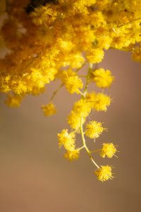 大府みどり公園、ミモザ、3月春の花、愛知県大府市の観光・撮影スポットの名所