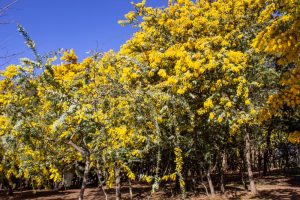 大府みどり公園、ミモザ、3月春の花、愛知県大府市の観光・撮影スポットの名所