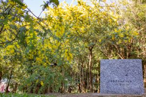 大府みどり公園、ミモザ、3月春の花、愛知県大府市の観光・撮影スポットの名所大府みどり公園、ミモザ、3月春の花、愛知県大府市の観光・撮影スポットの名所