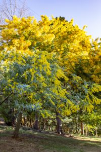 大府みどり公園、ミモザ、3月春の花、愛知県大府市の観光・撮影スポットの名所