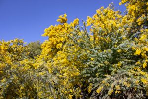 大府みどり公園、ミモザ、3月春の花、愛知県大府市の観光・撮影スポットの名所