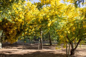 大府みどり公園、ミモザ、3月春の花、愛知県大府市の観光・撮影スポットの名所