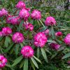 レッドヒルヒーサーの森、春の花、三重県津市の観光・撮影スポットの画像と写真