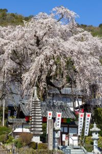林陽寺、しだれ桜、3月春の花、岐阜県岐阜市の観光・撮影スポットの画像と写真