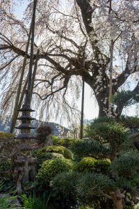 林陽寺、しだれ桜、3月春の花、岐阜県岐阜市の観光・撮影スポットの画像と写真