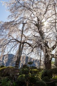 林陽寺、しだれ桜、3月春の花、岐阜県岐阜市の観光・撮影スポットの画像と写真