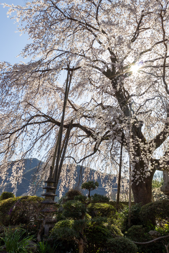 林陽寺、しだれ桜、3月春の花、岐阜県岐阜市の観光・撮影スポットの画像と写真