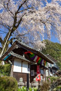 林陽寺、しだれ桜、3月春の花、岐阜県岐阜市の観光・撮影スポットの画像と写真