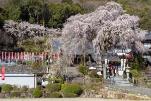 林陽寺、しだれ桜、3月春の花、岐阜県岐阜市の観光・撮影スポットの画像と写真