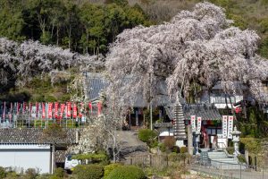 林陽寺、しだれ桜、3月春の花、岐阜県岐阜市の観光・撮影スポットの画像と写真
