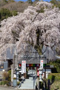 林陽寺、しだれ桜、3月春の花、岐阜県岐阜市の観光・撮影スポットの画像と写真