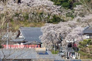 林陽寺、しだれ桜、3月春の花、岐阜県岐阜市の観光・撮影スポットの画像と写真