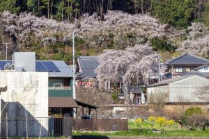 林陽寺、しだれ桜、3月春の花、岐阜県岐阜市の観光・撮影スポットの画像と写真