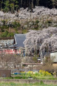林陽寺、しだれ桜、3月春の花、岐阜県岐阜市の観光・撮影スポットの画像と写真